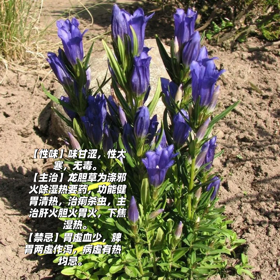 每天认识一味中药材四十—龙胆