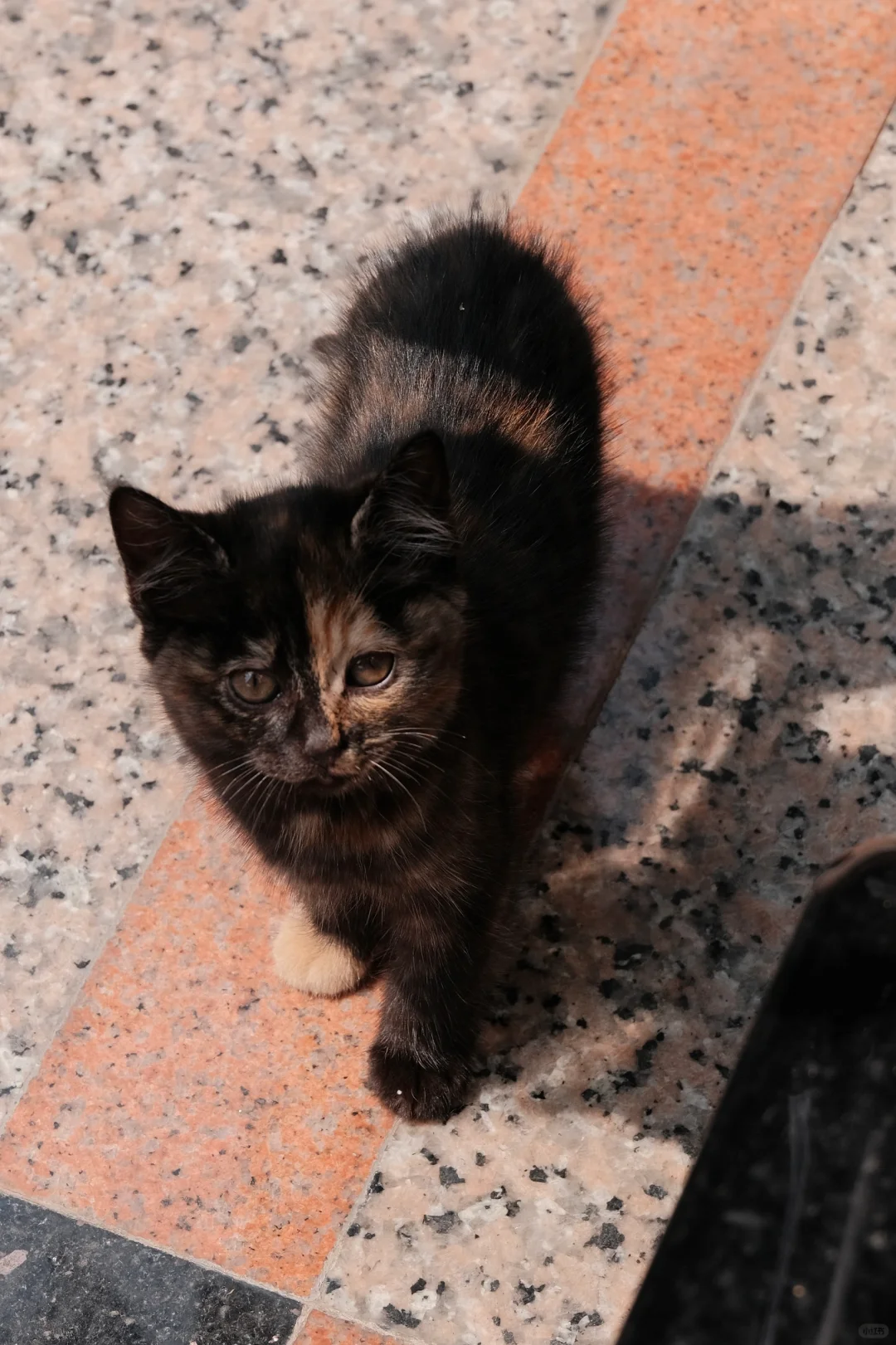 全新无瑕不出的小猫写真集