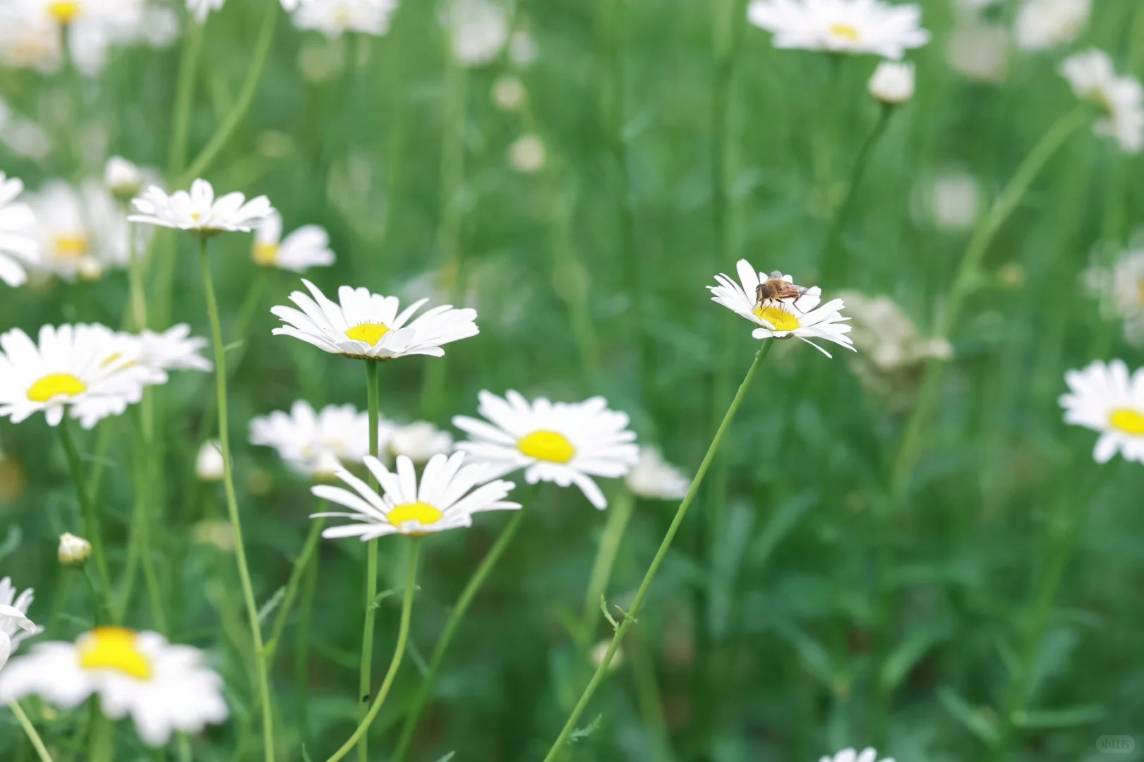 闯入油画的小雏菊秘境💐不漏脸也美到犯规