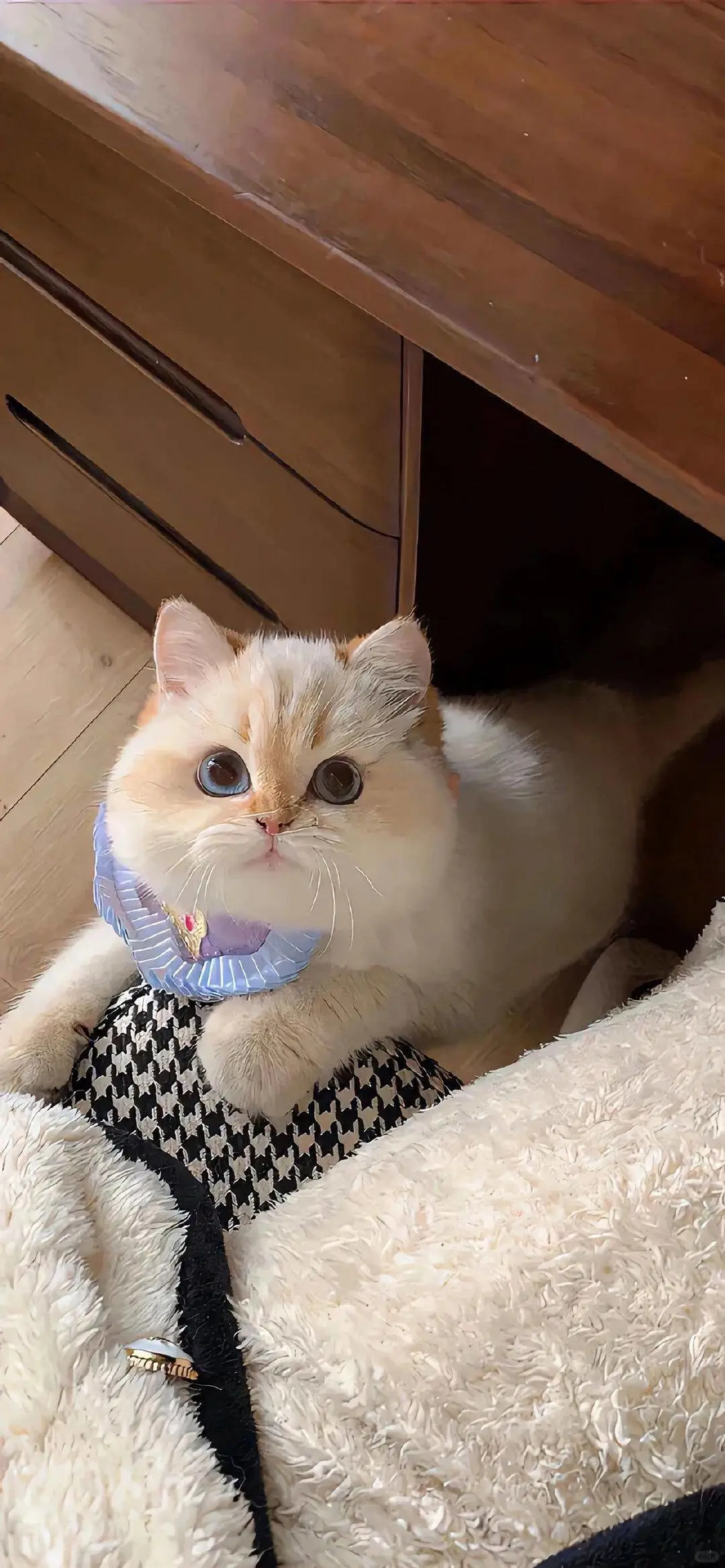 无水印壁纸Ⅰ可爱治愈猫猫