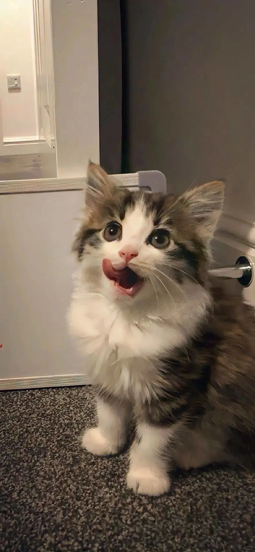 无水印壁纸Ⅰ可爱治愈猫猫