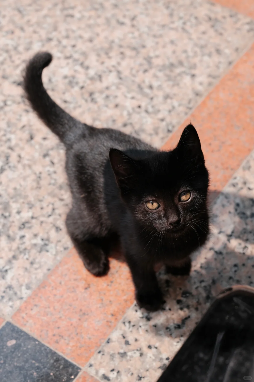 全新无瑕不出的小猫写真集
