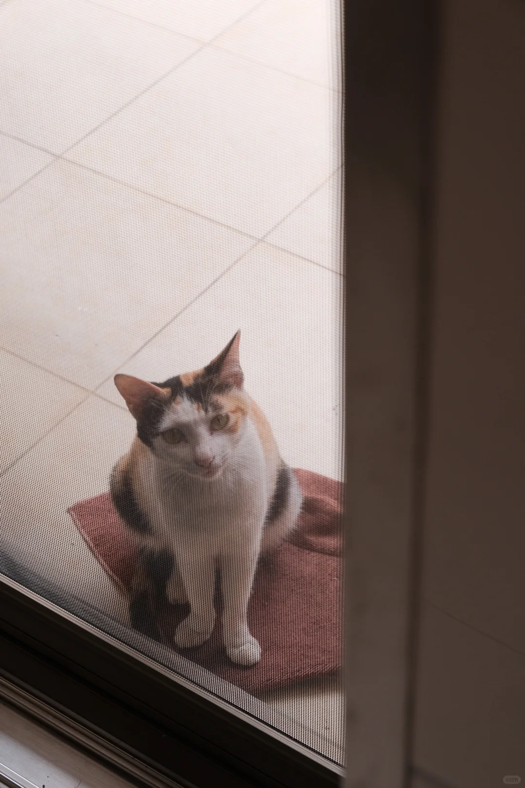 全新无瑕不出的小猫写真集