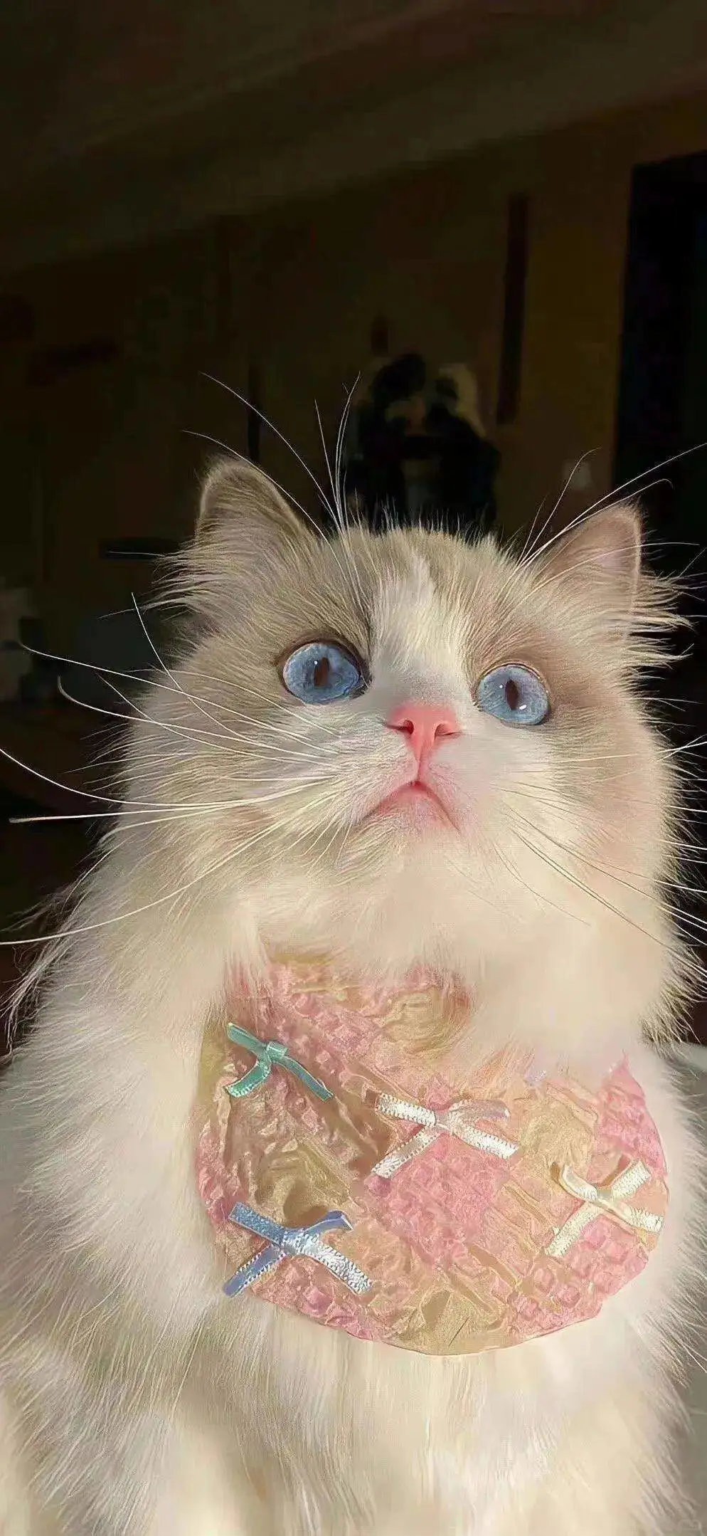 无水印壁纸Ⅰ可爱治愈猫猫