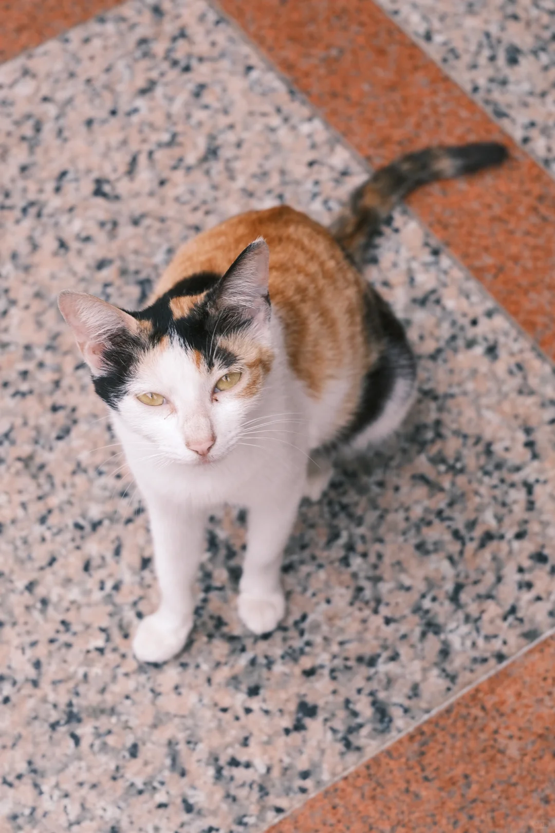 全新无瑕不出的小猫写真集