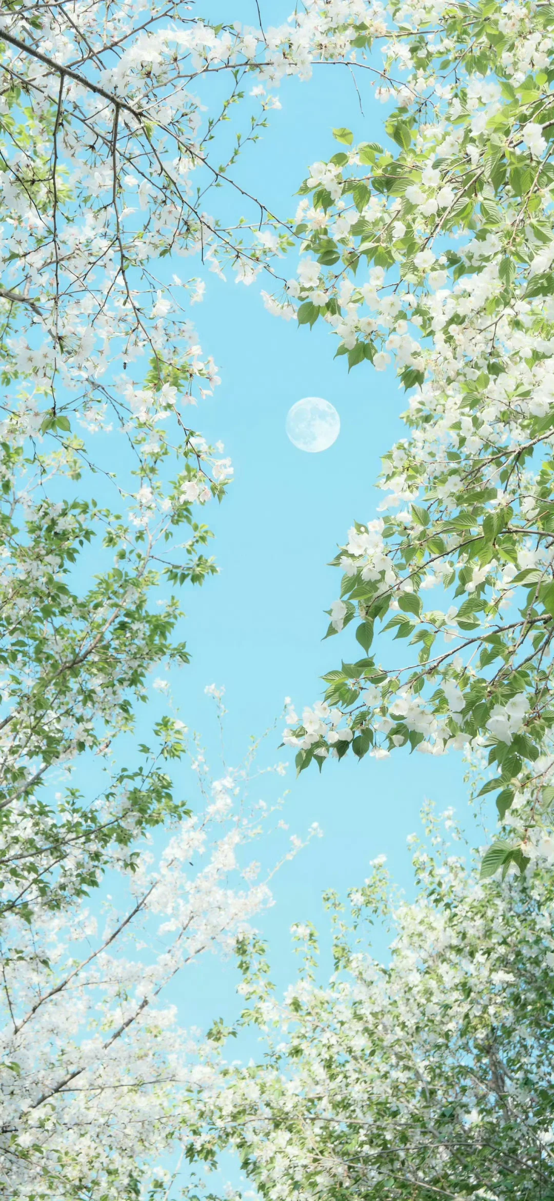 壁纸｜一期生命力绿色壁纸 ☘️