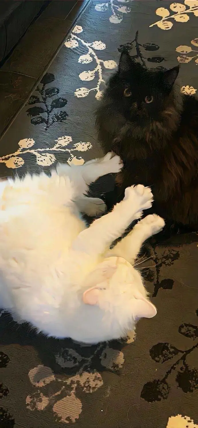 无水印壁纸Ⅰ可爱治愈猫猫