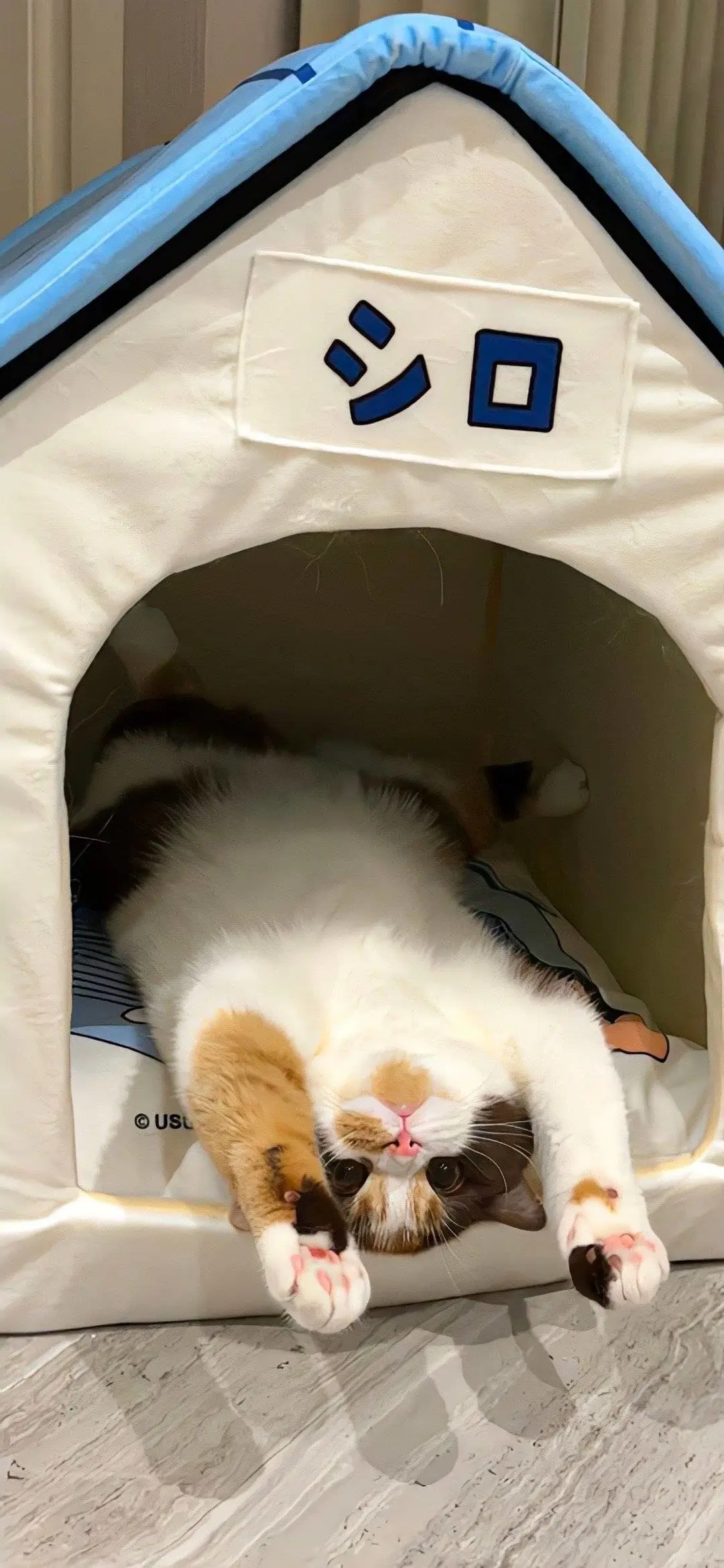 无水印壁纸Ⅰ可爱治愈猫猫