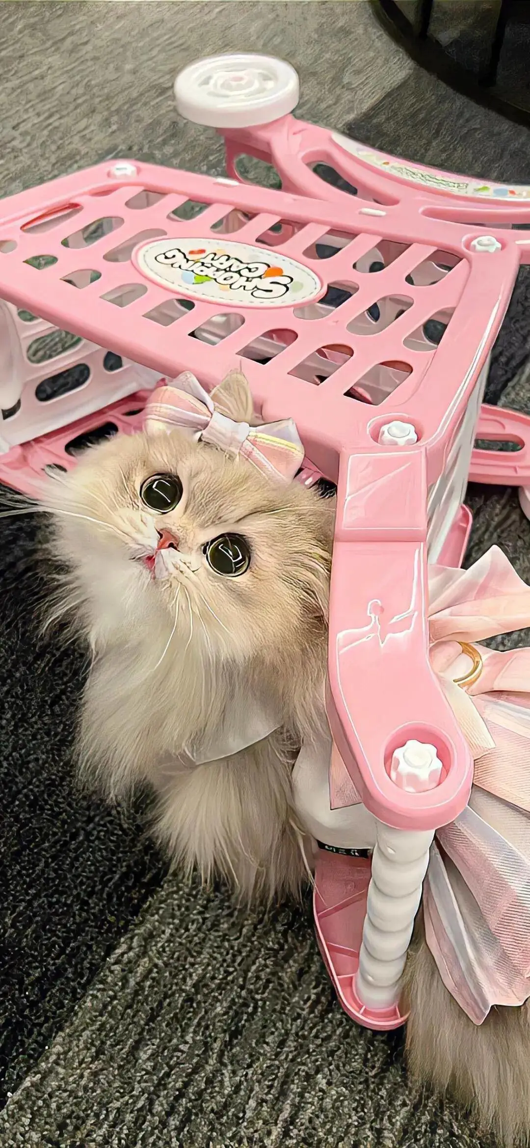 无水印壁纸Ⅰ可爱治愈猫猫