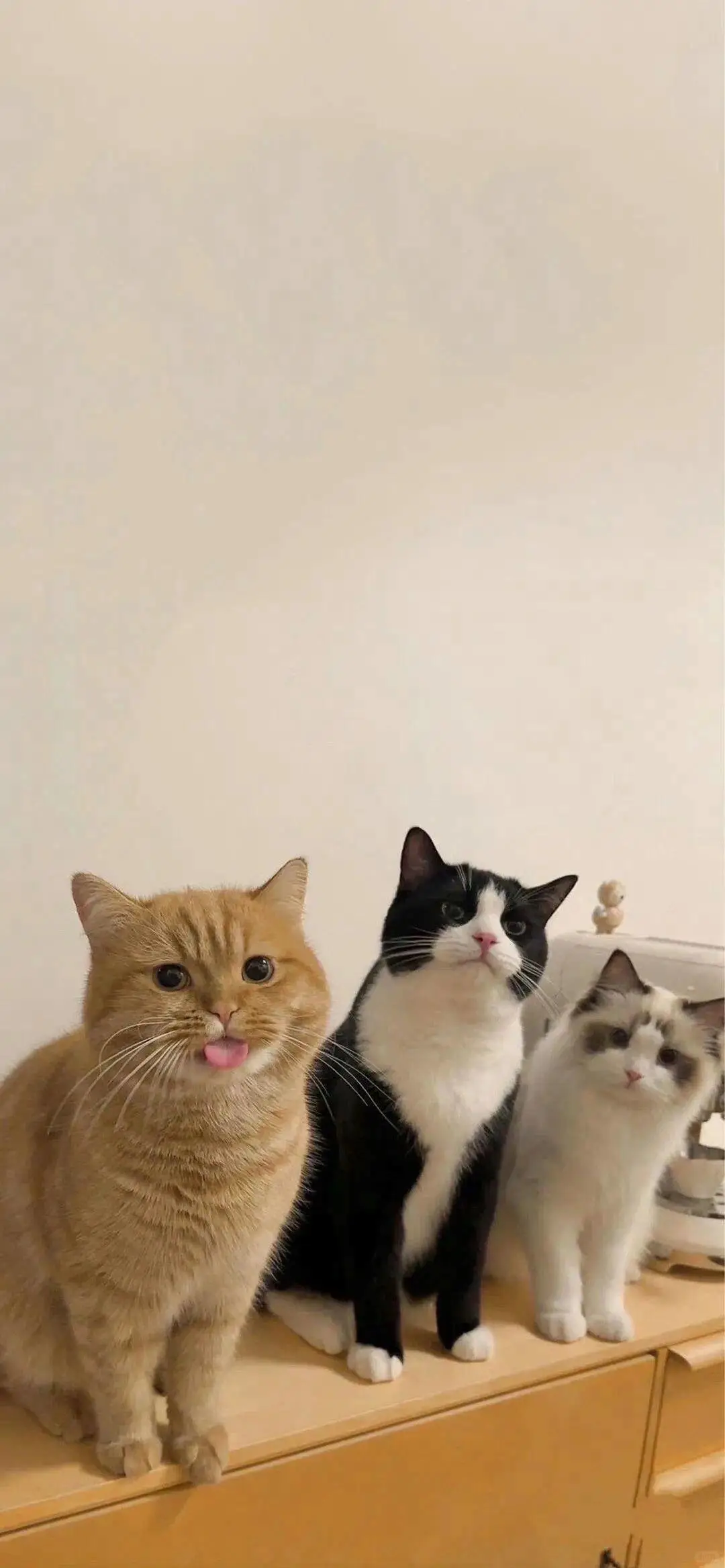 无水印壁纸Ⅰ可爱治愈猫猫