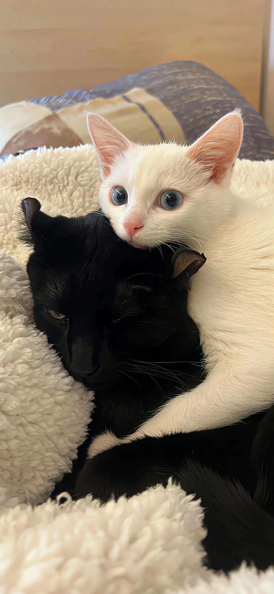 无水印壁纸Ⅰ可爱治愈猫猫