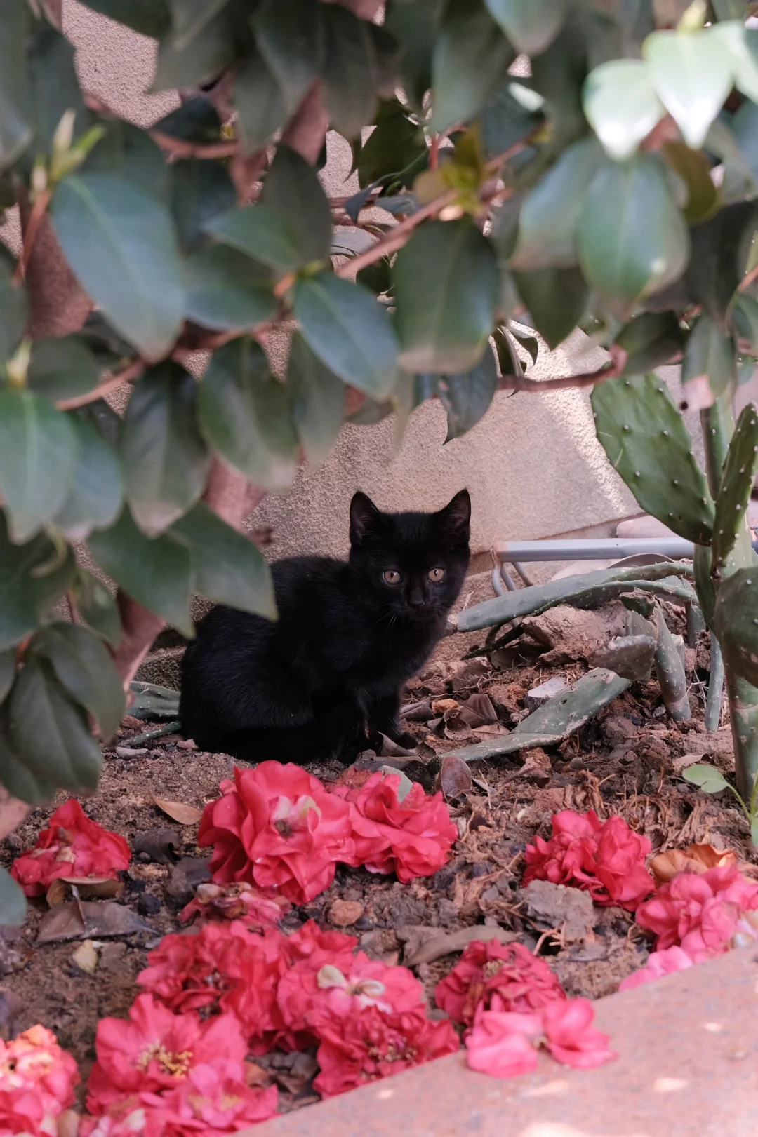 全新无瑕不出的小猫写真集