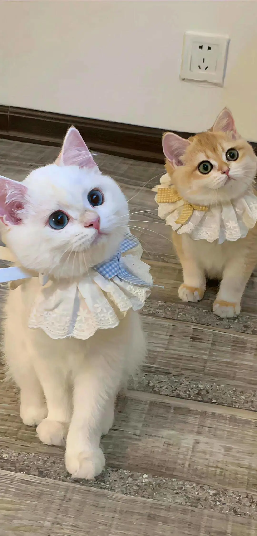 无水印壁纸Ⅰ可爱治愈猫猫