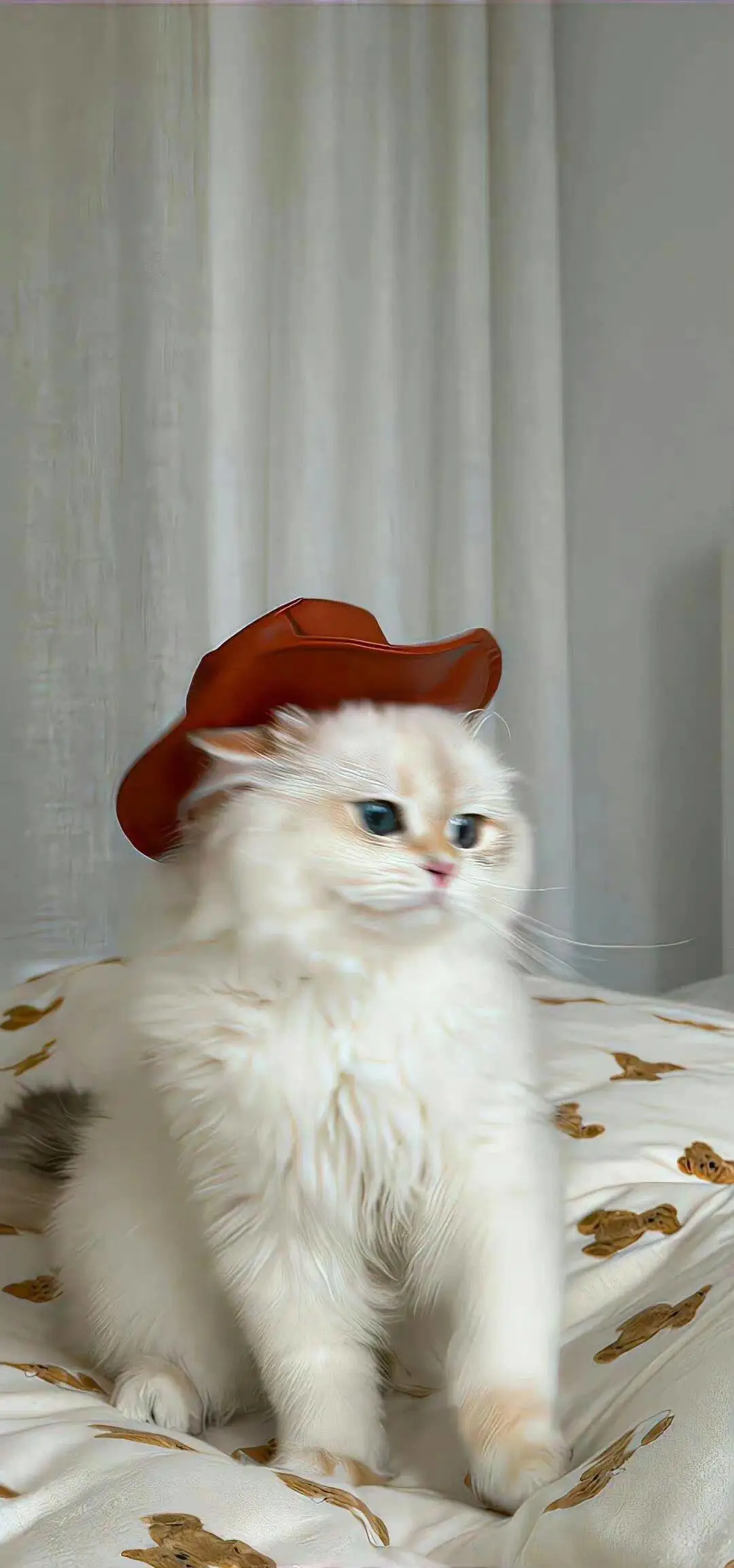 无水印壁纸Ⅰ可爱治愈猫猫