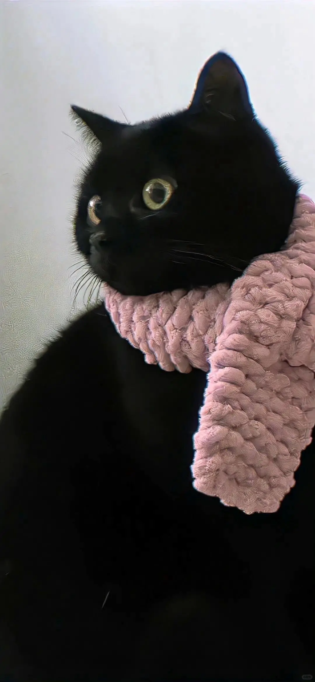 无水印壁纸Ⅰ可爱治愈猫猫