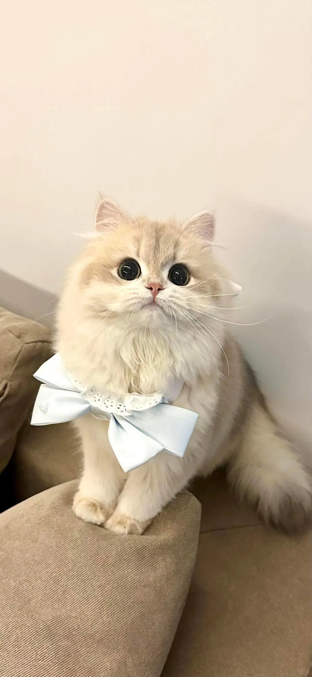 无水印壁纸Ⅰ可爱治愈猫猫