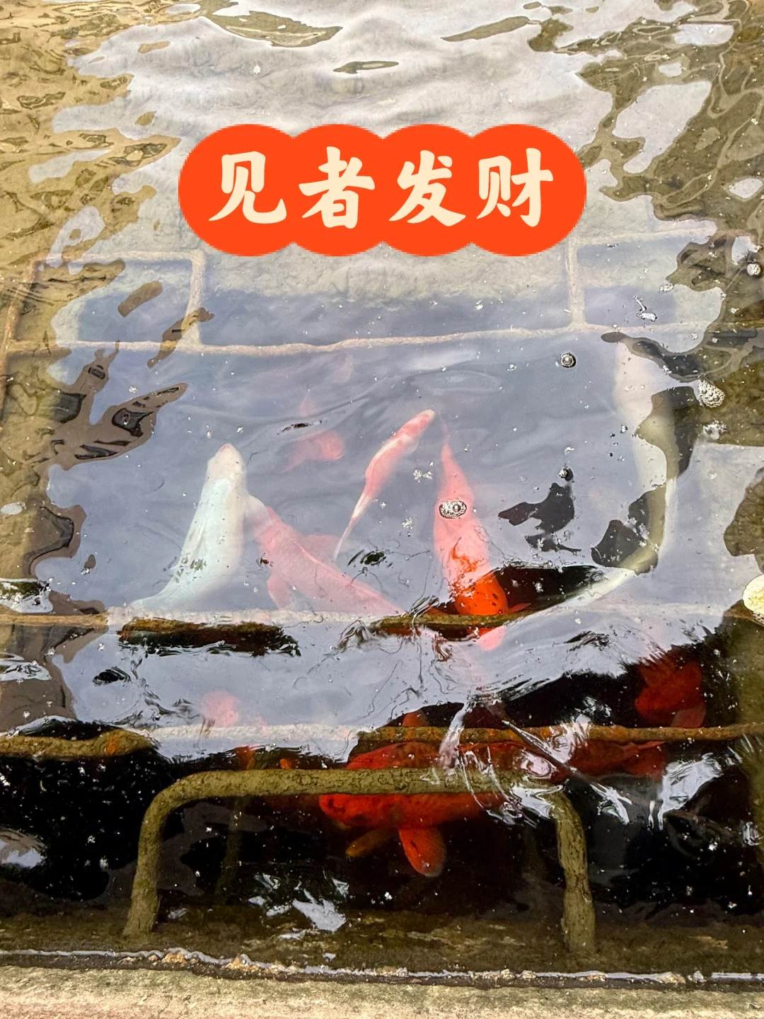40岁中女争做接班人的一天P（图5️⃣有真锦鲤）