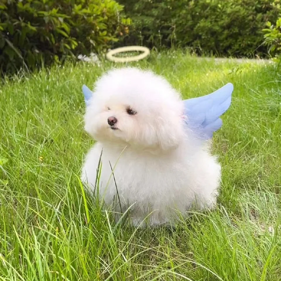 𝗪𝗲𝗖𝗵𝗮𝘁狗狗头像