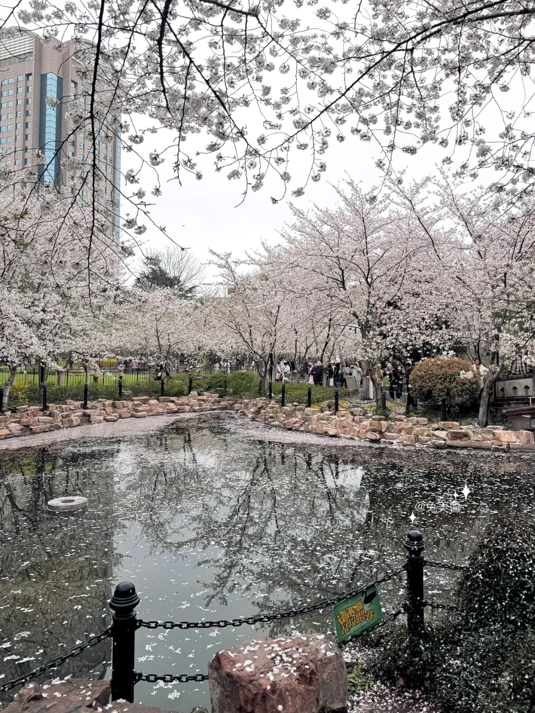 桜流し🌸 ⸝⸝君にaddictedかも 𓄹 . ִ ֗