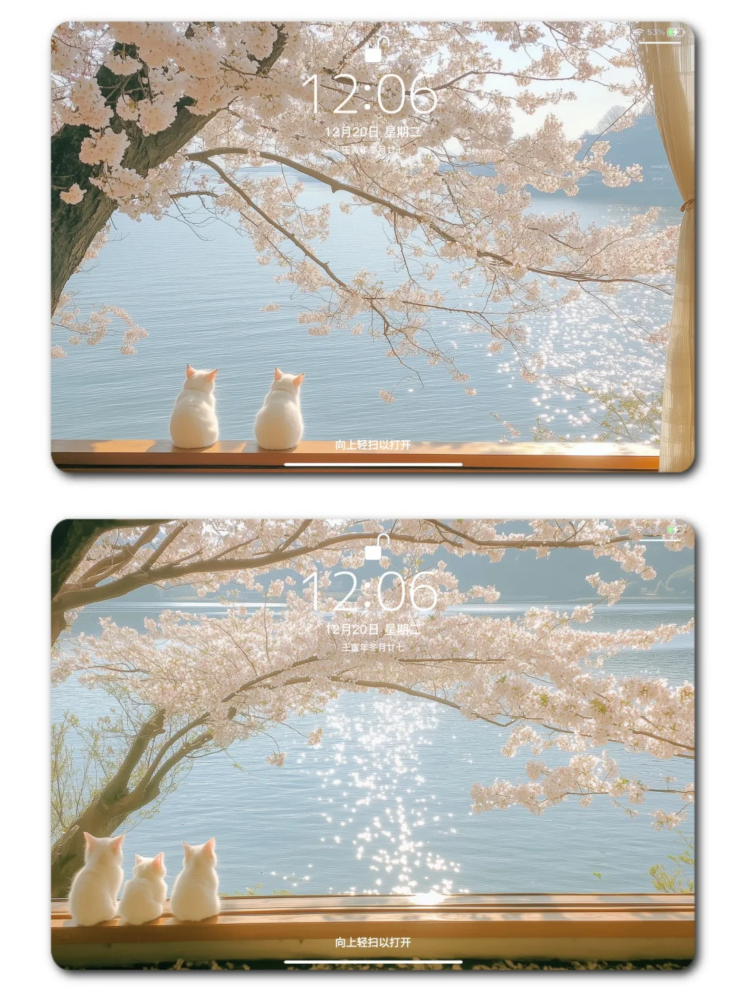 iPad壁纸｜樱花树下的猫｜4