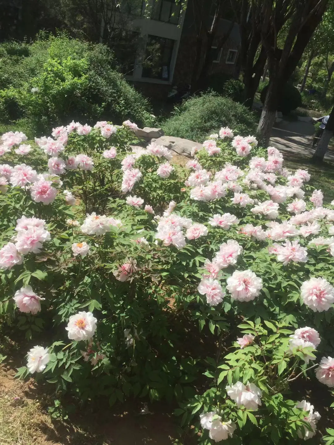 缠住吻住郁金香是你嘛🌷