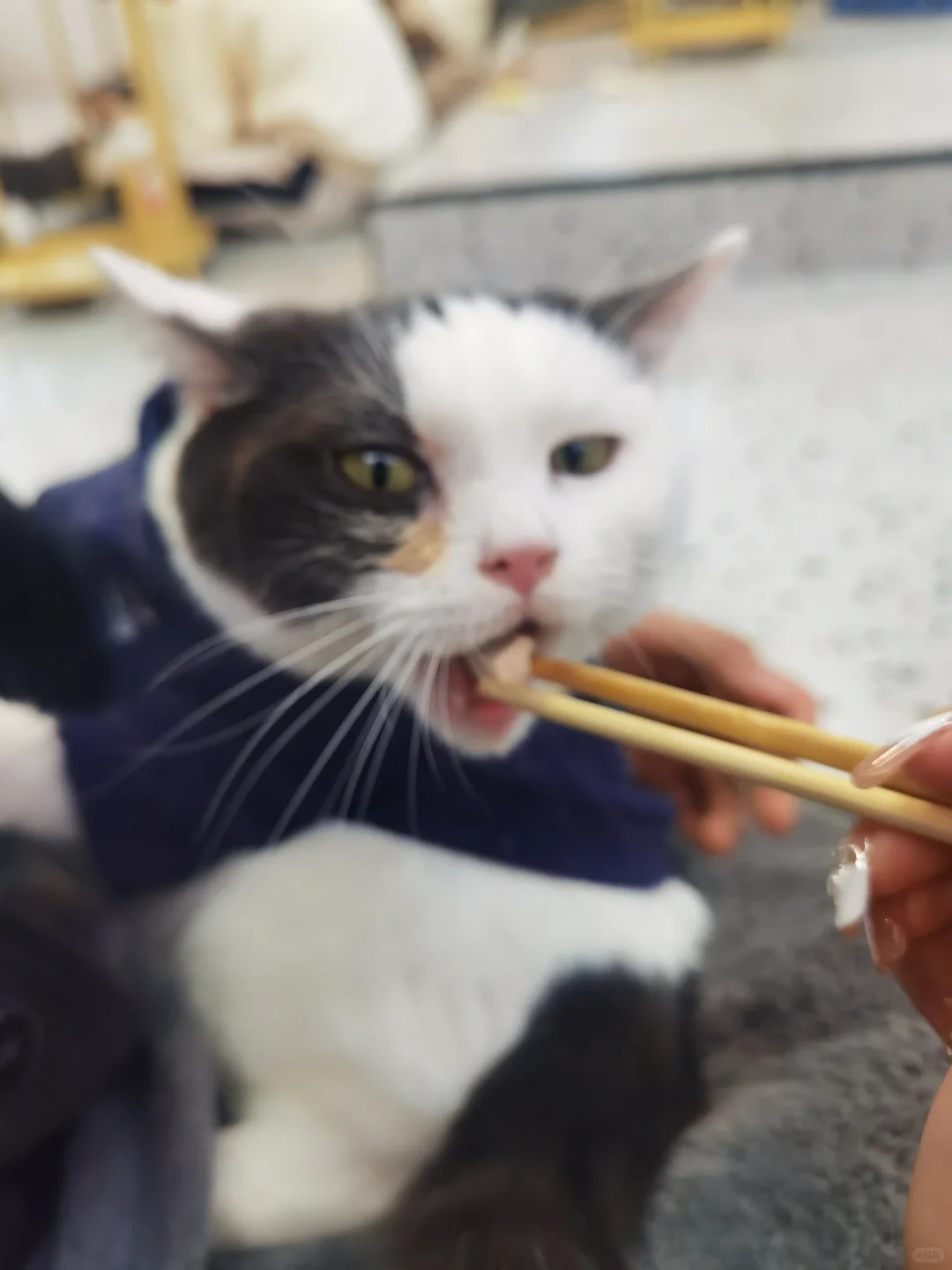 和小猫贴贴