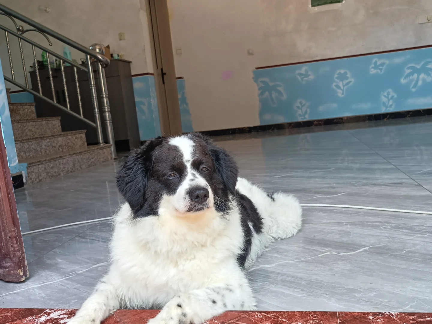 平潭民宿小狗🐶花花