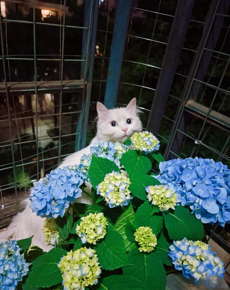 夏日女明星绣球写真来啦~