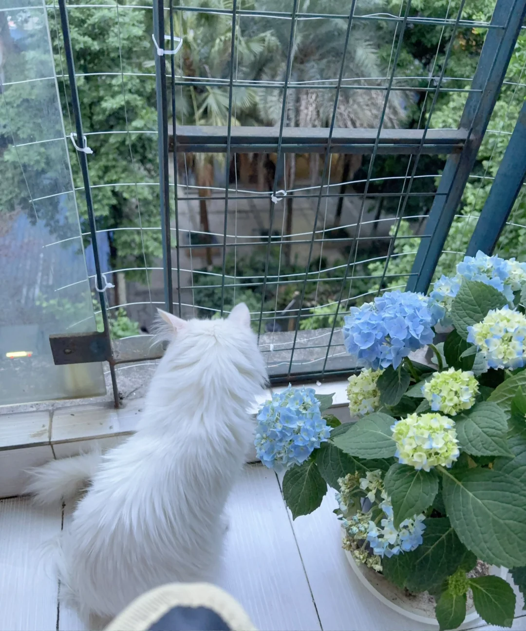 夏日女明星绣球写真来啦~