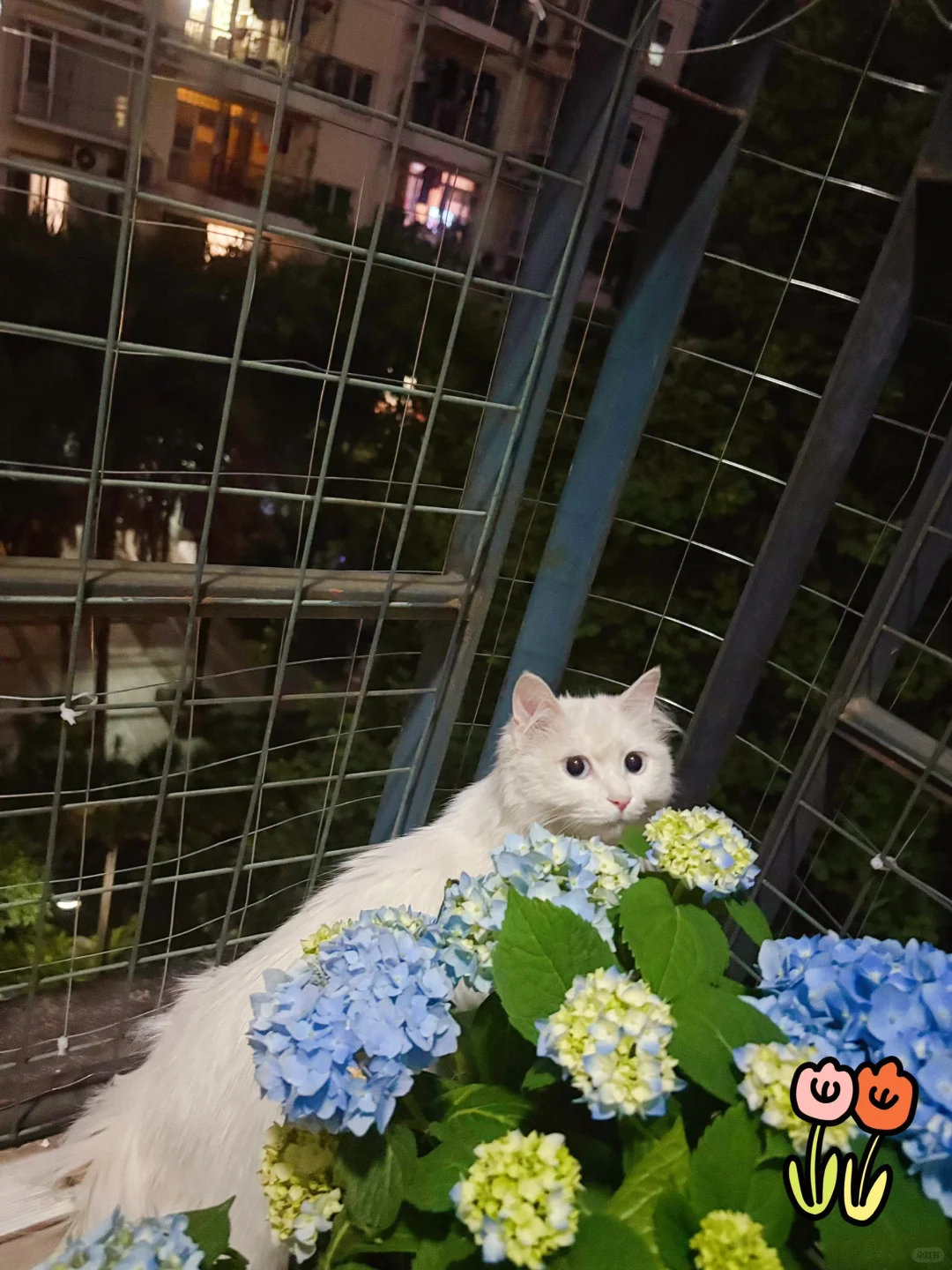 夏日女明星绣球写真来啦~