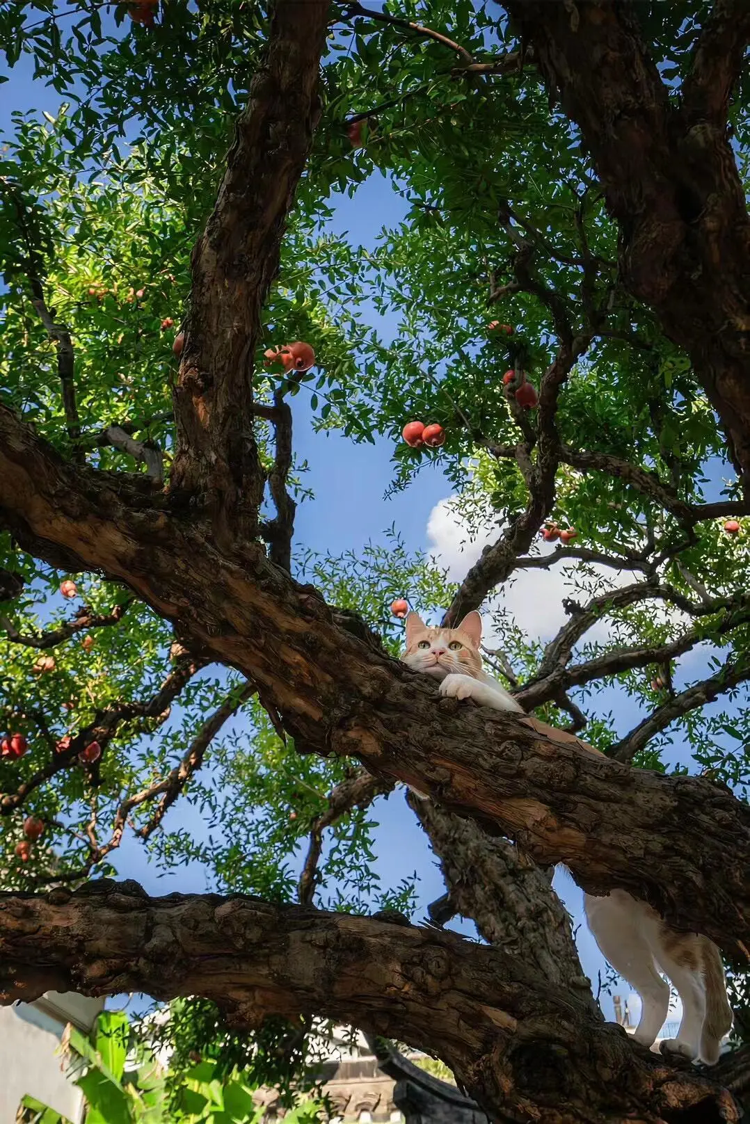 高清壁纸｜背景图 🌴