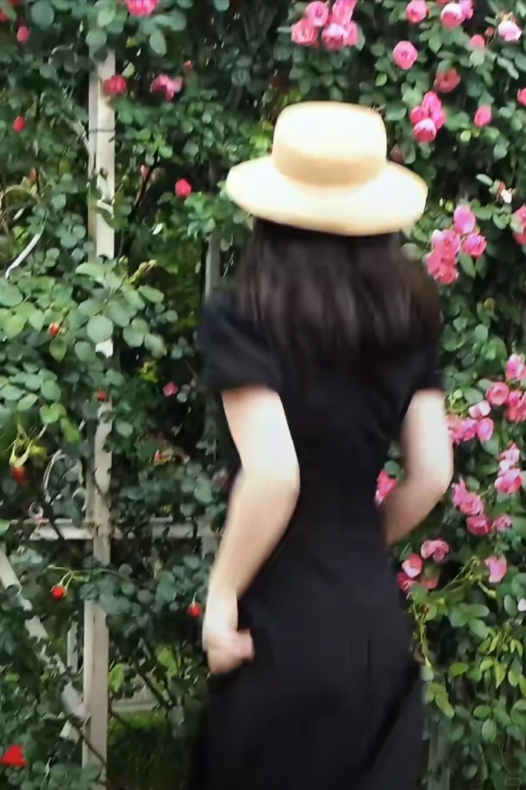 蔷薇少女