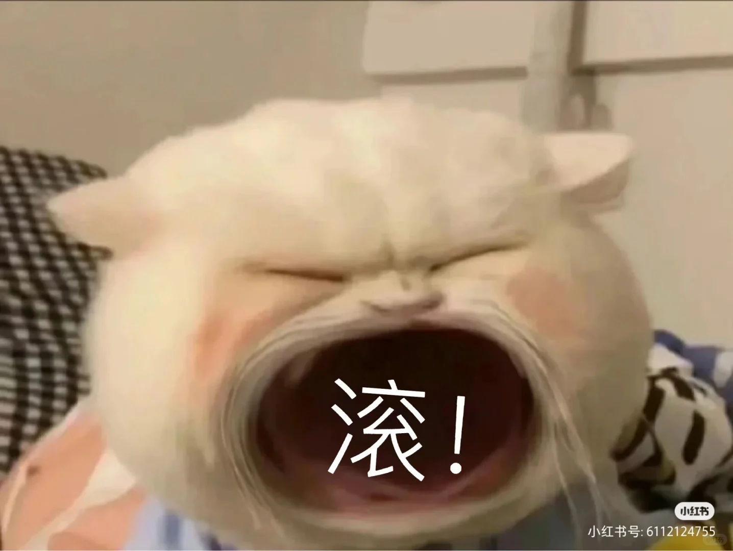 可爱表情包合集来啦！