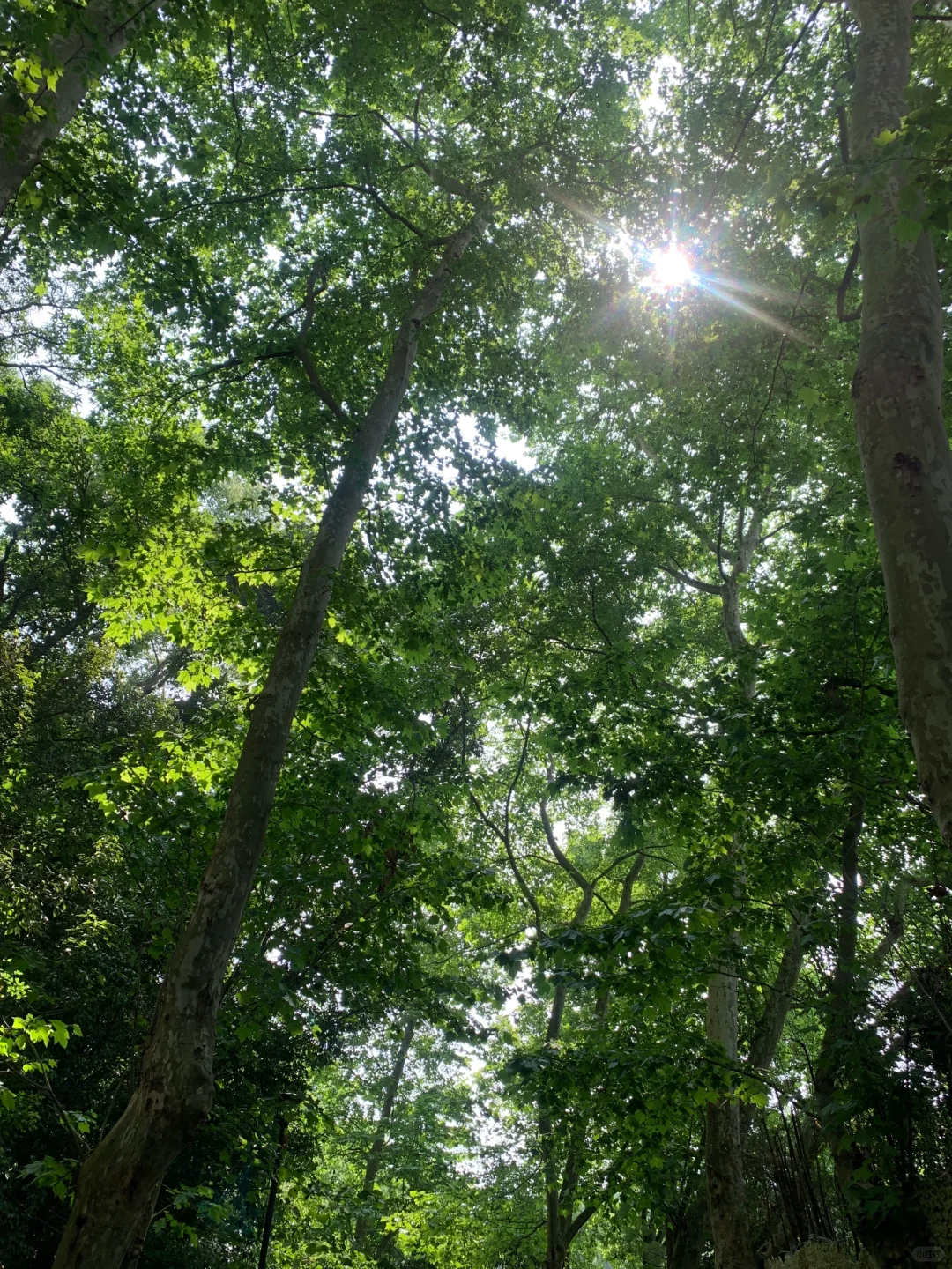 自然的氧气森林🌳