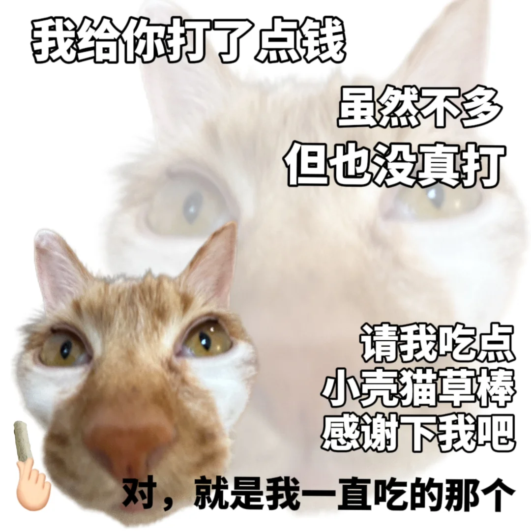 有点抽象的猫猫哲学表情包