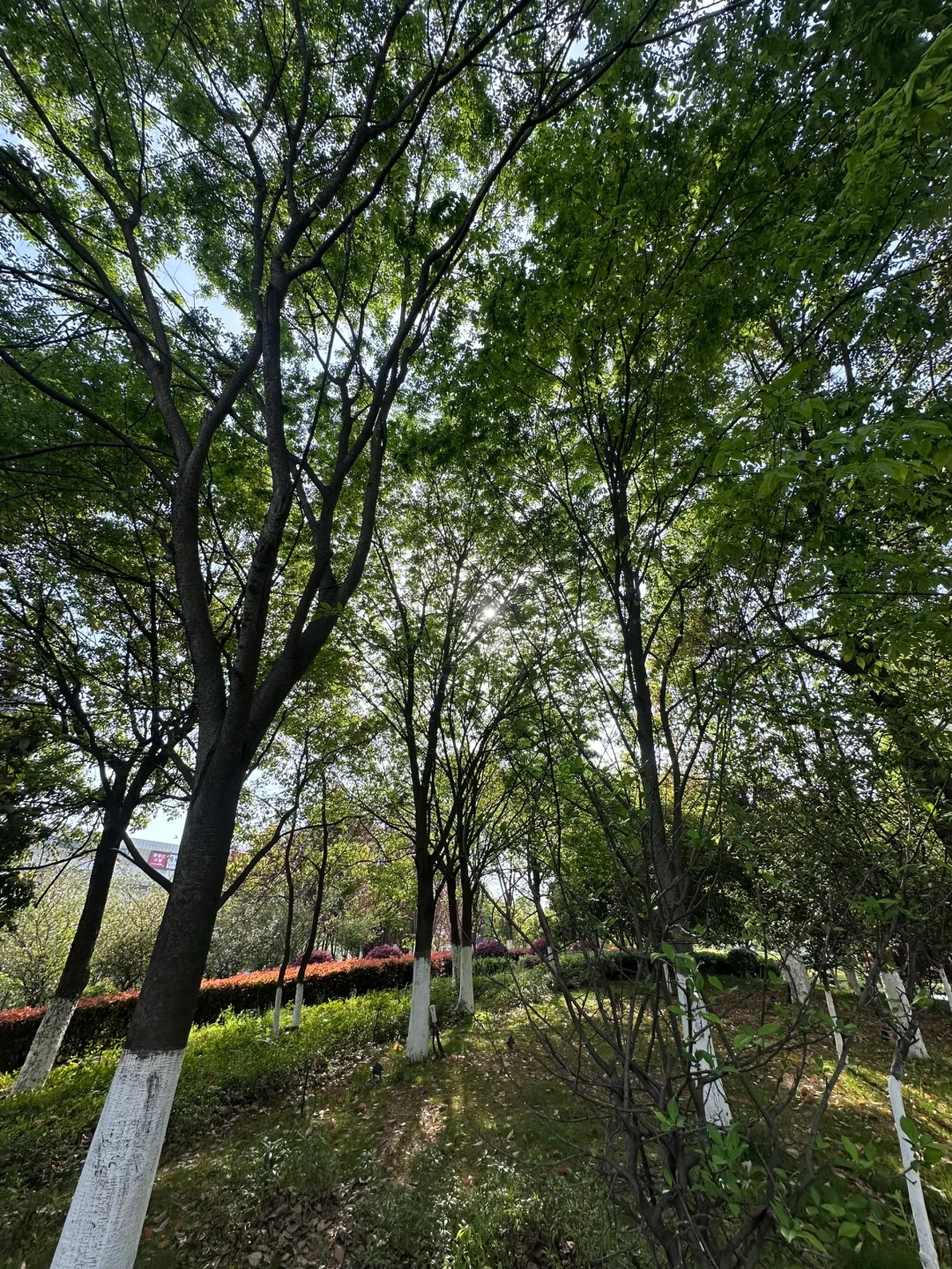 又是艳阳天～