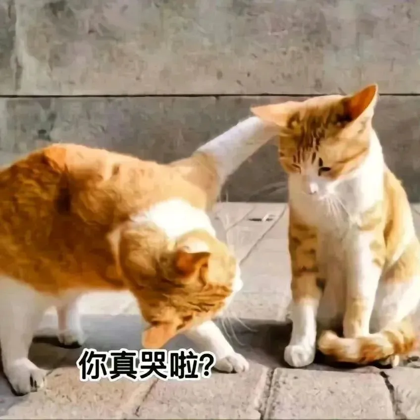 贱兮兮表情包