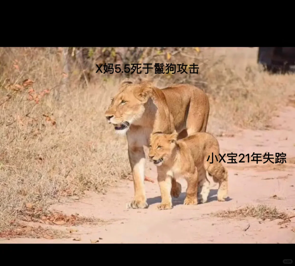 意难平 x妈死于鬣狗袭击
