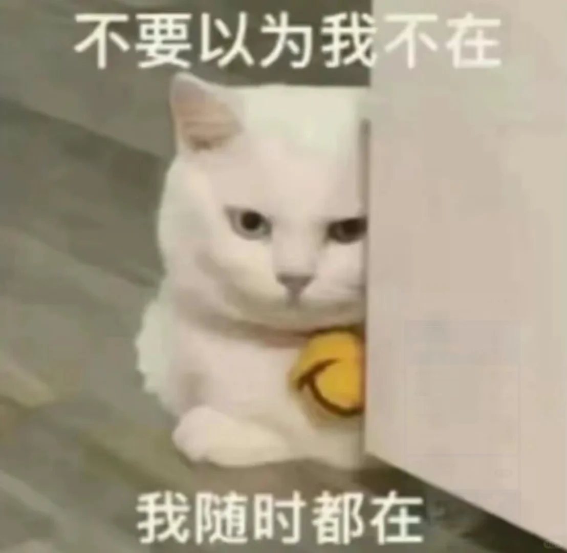 猫咪：我来了！