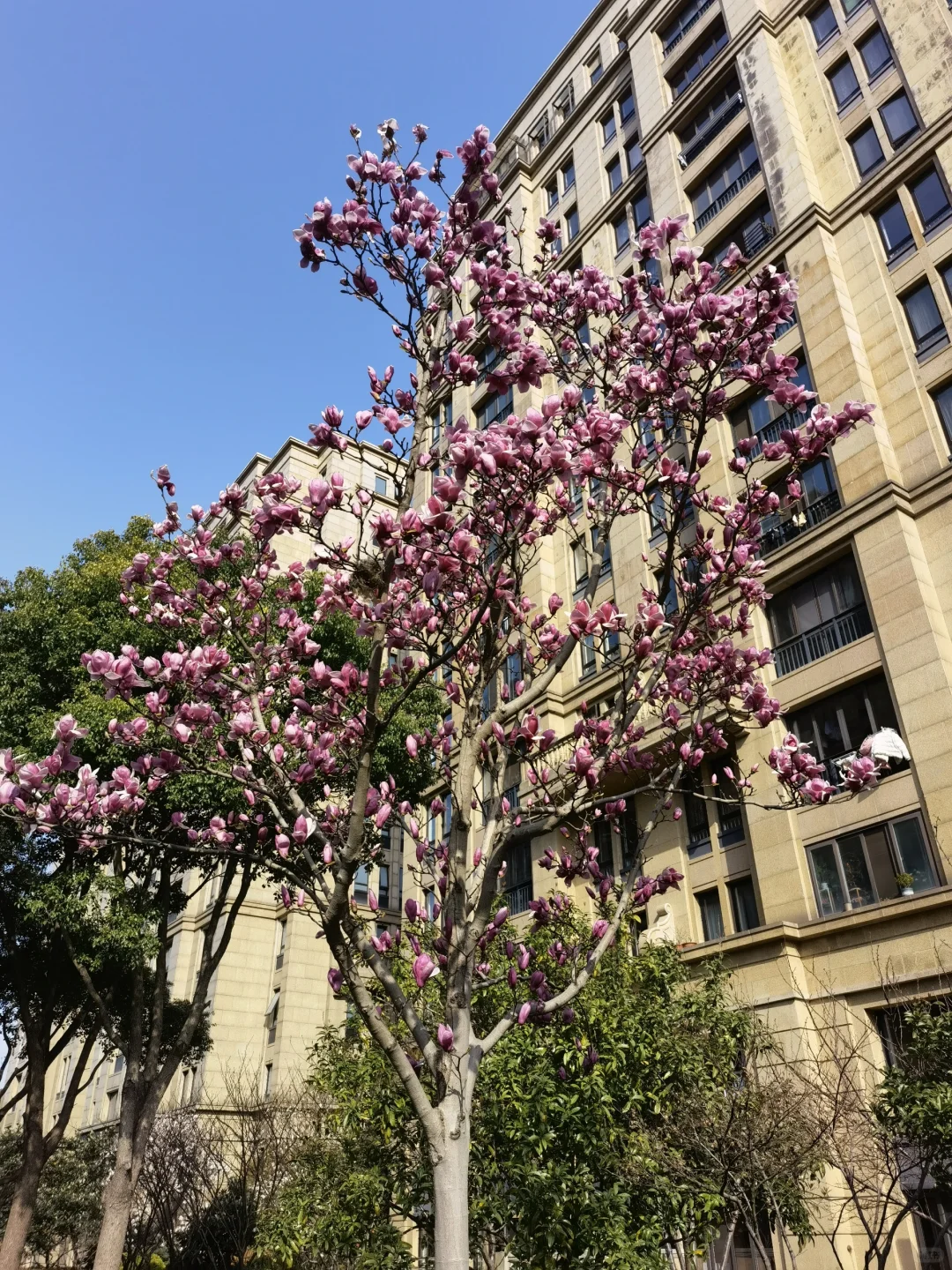 洪普号 云玺大砖