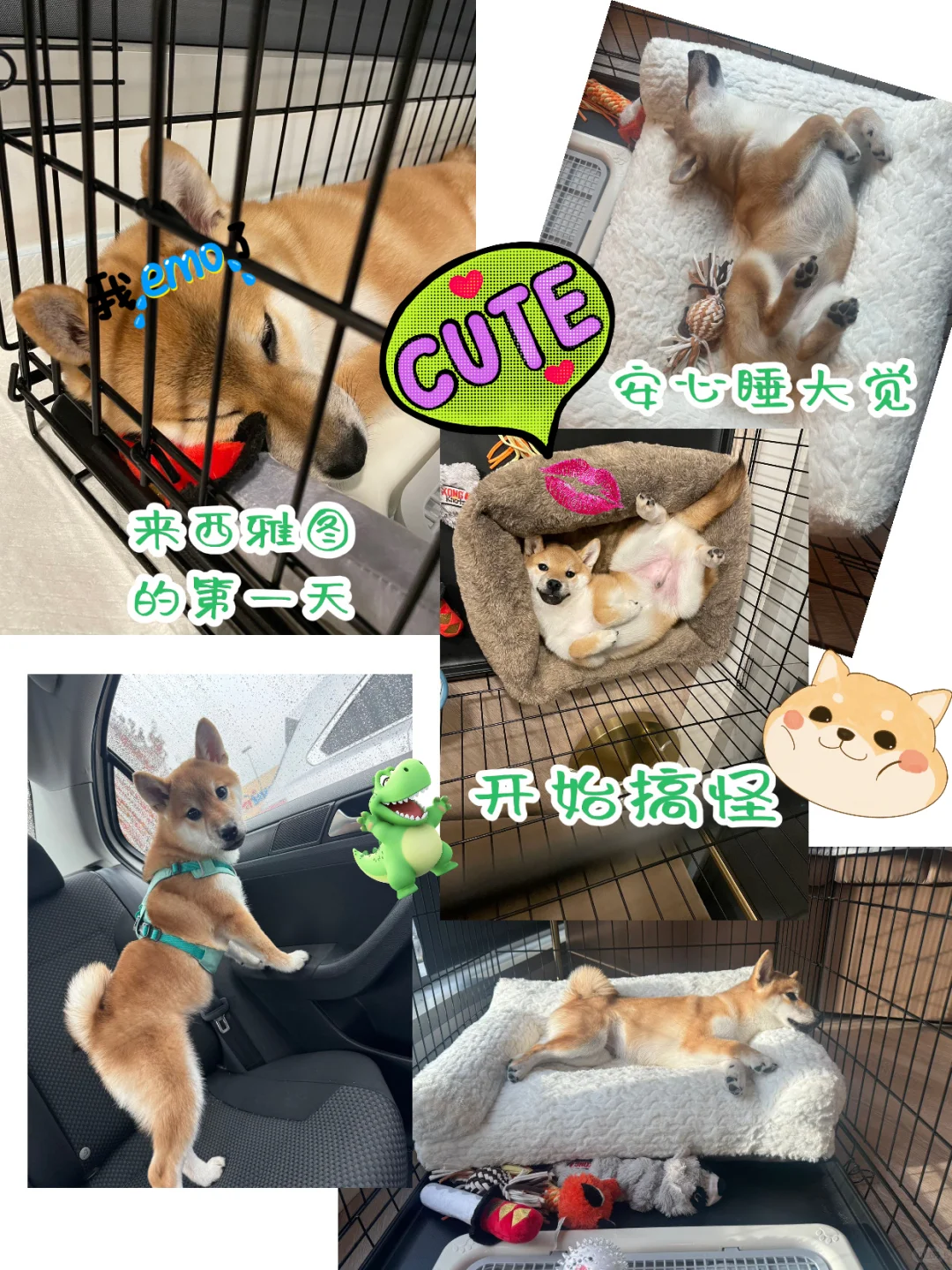 東京赤柴犬六一落户西雅图～