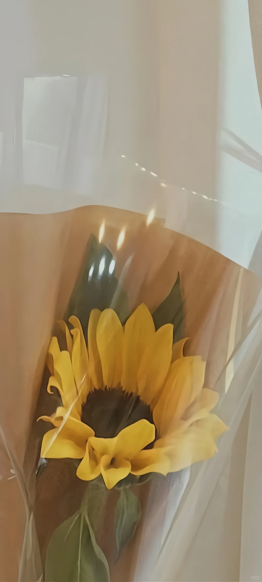 今日壁纸丨向阳而生，满心欢喜🌻