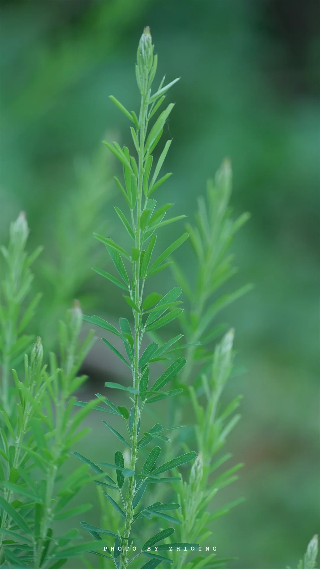 五月-植物（截叶铁扫帚）