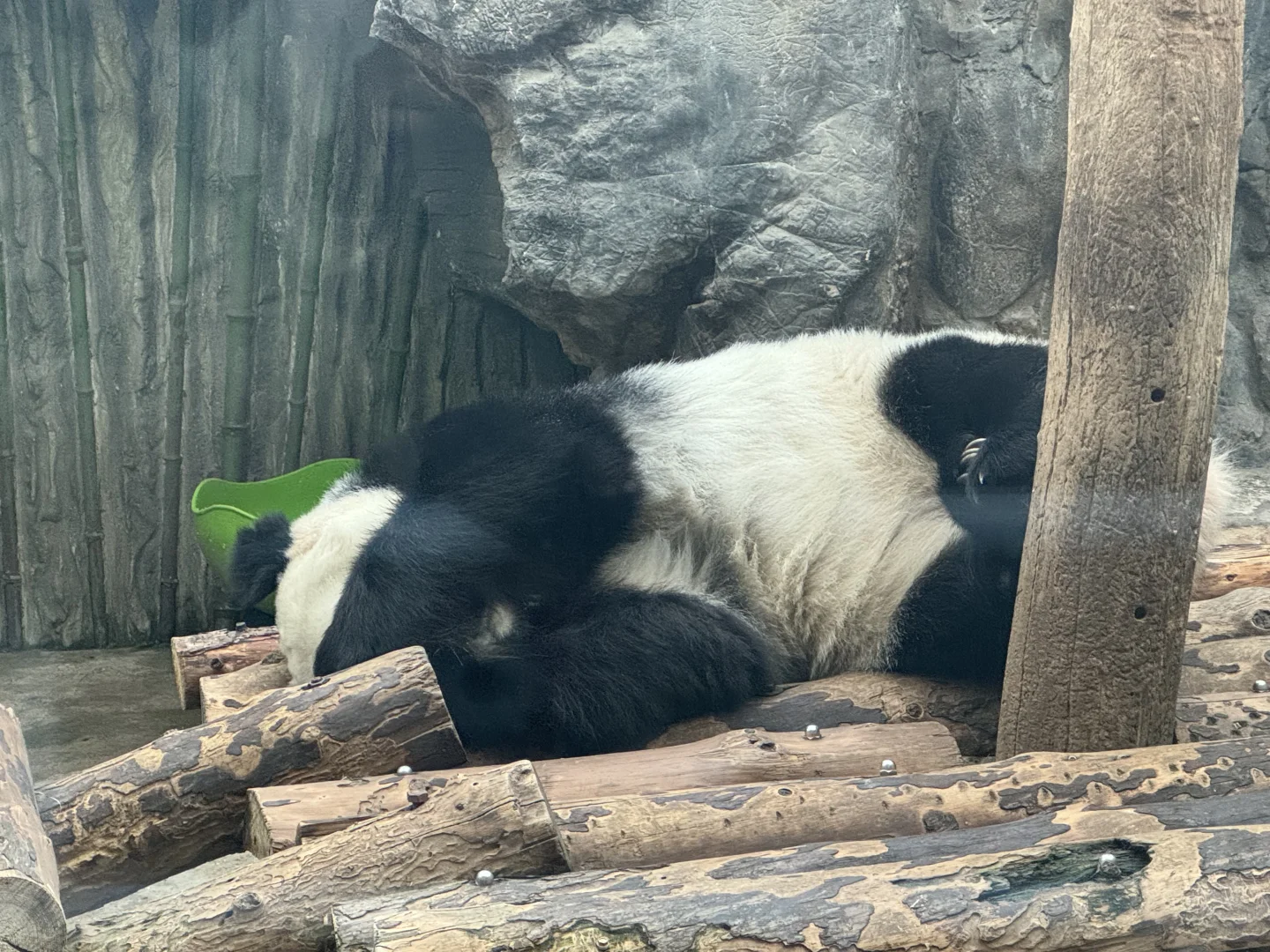 它真的很萌