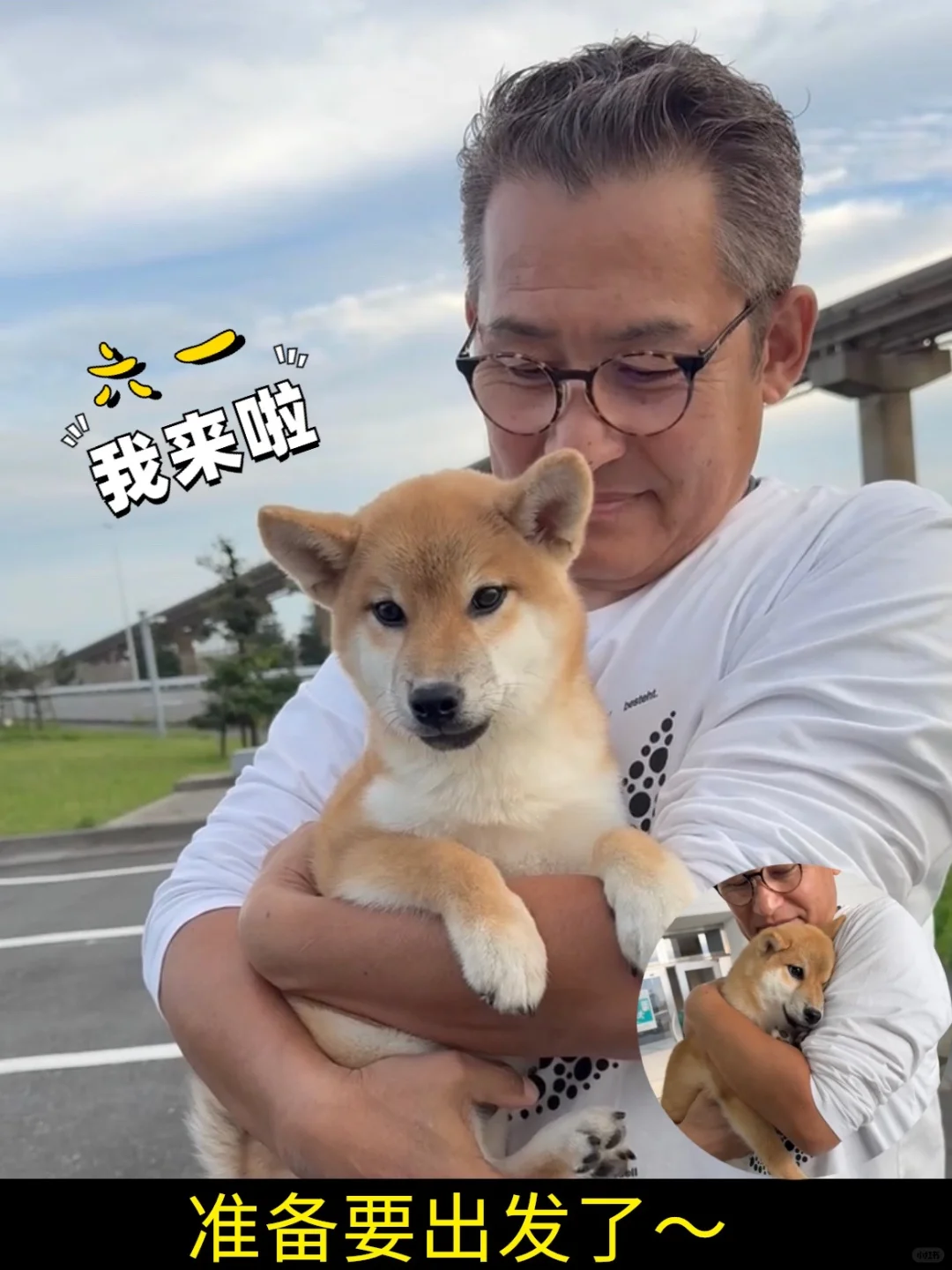 東京赤柴犬六一落户西雅图～