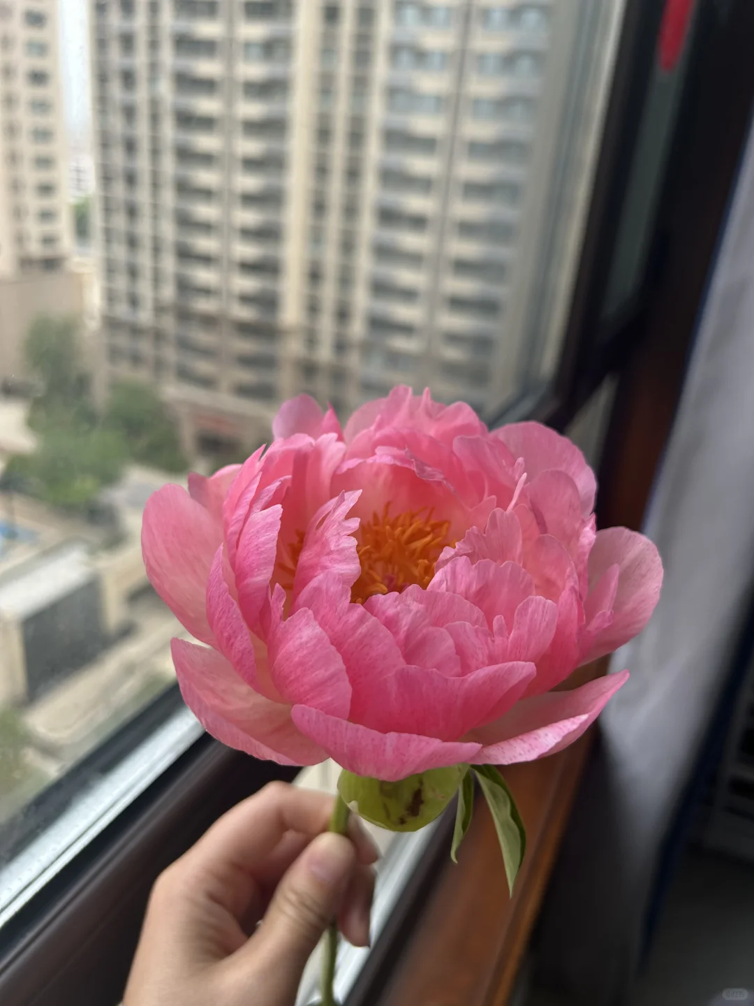 落日珊瑚