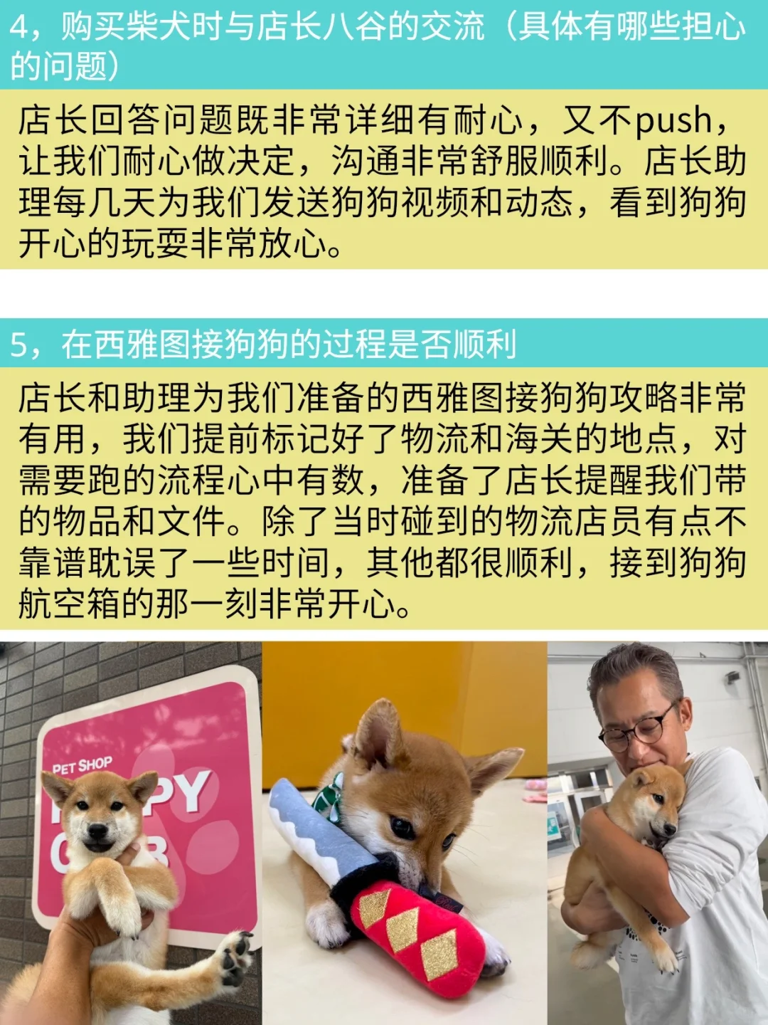東京赤柴犬六一落户西雅图～