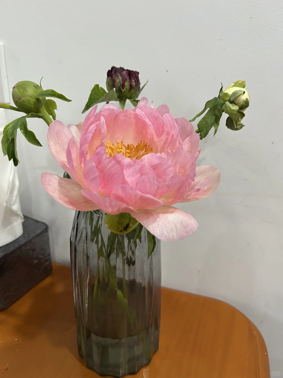 落日珊瑚