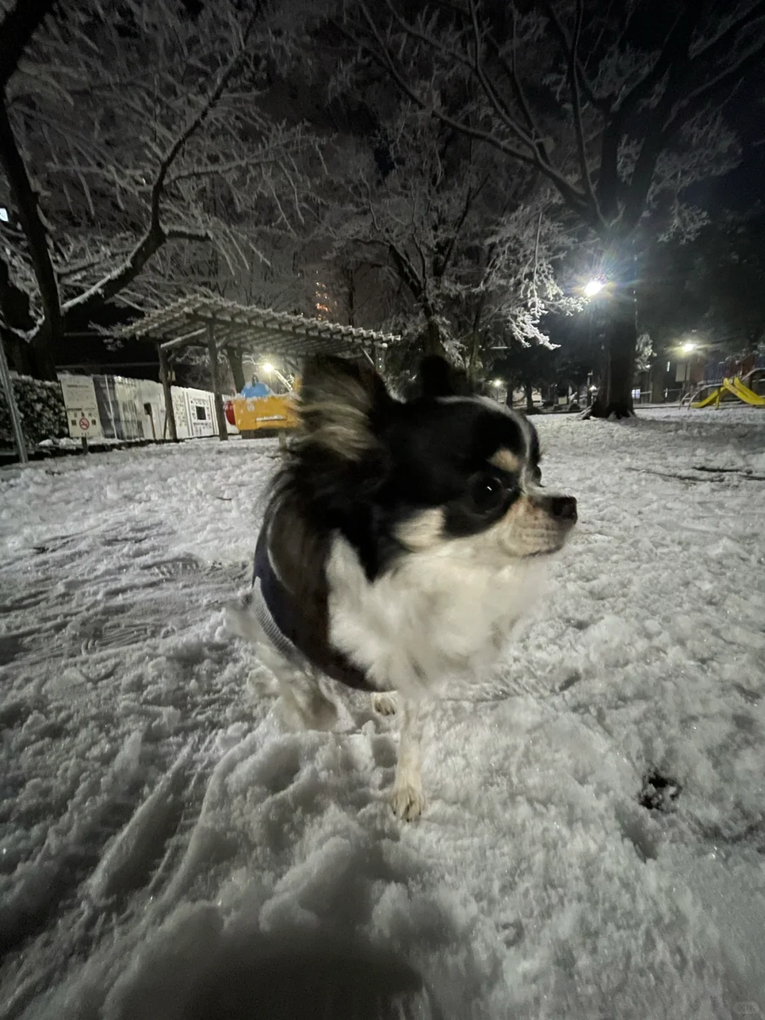 雪地里的小可爱