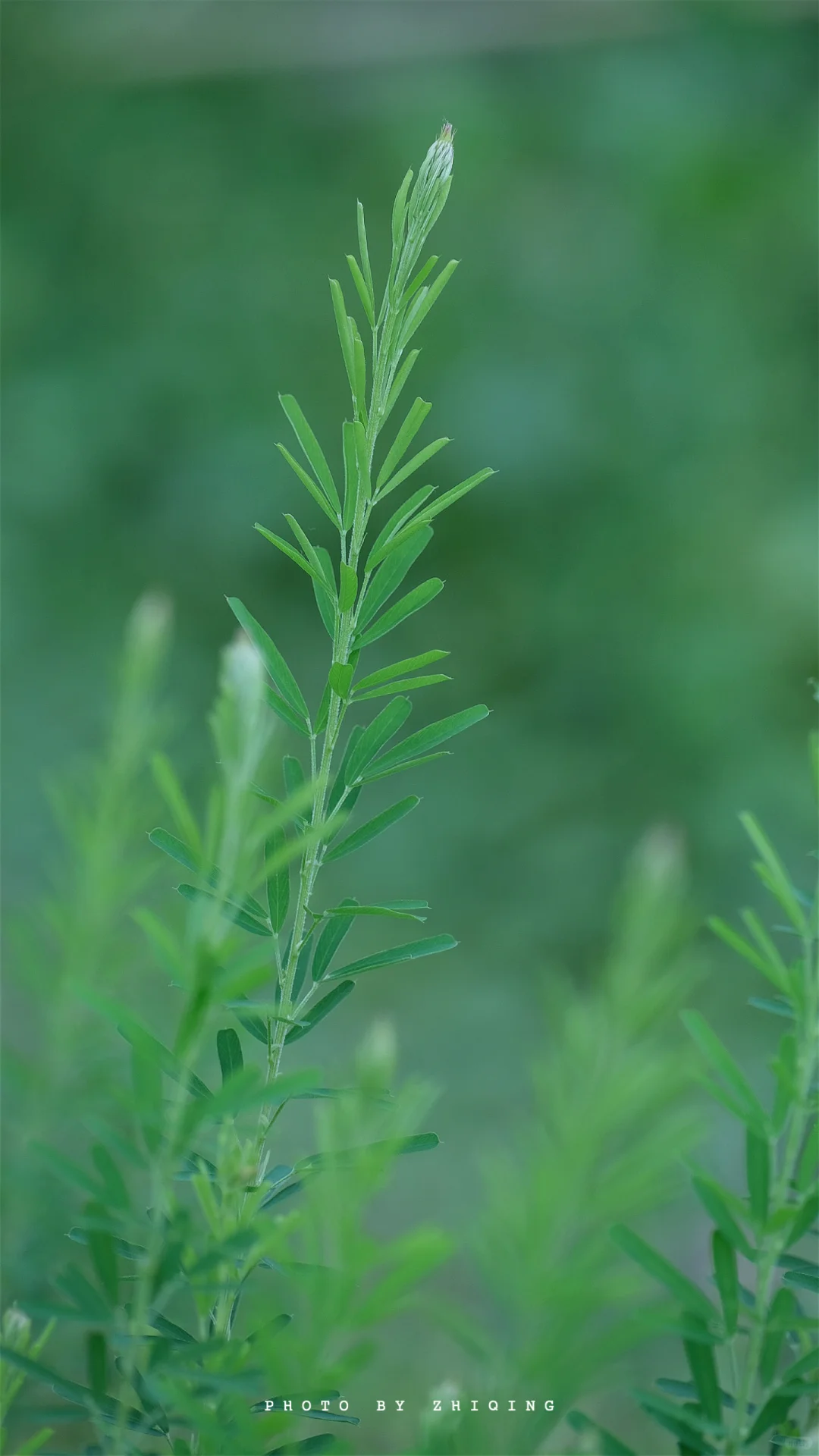 五月-植物（截叶铁扫帚）